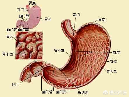 胃在身体上哪个部位？很多人都搞不清楚