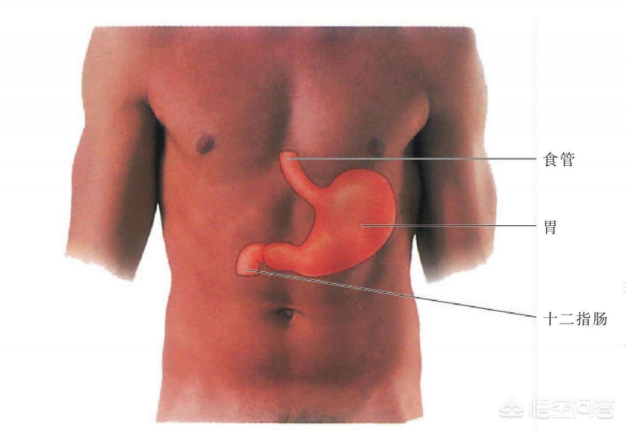 胃在身体上哪个部位？很多人都搞不清楚