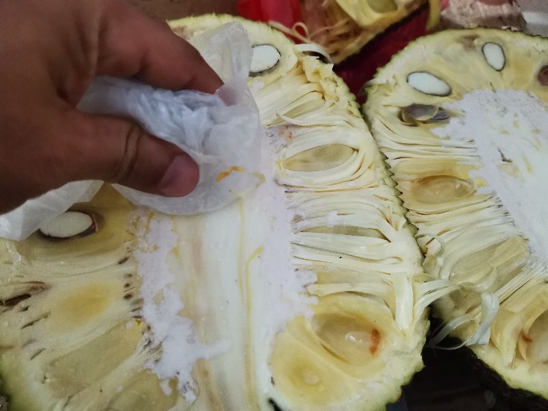 怎么清洗干净手上沾有的菠萝蜜树胶？以下这四种方法最实用