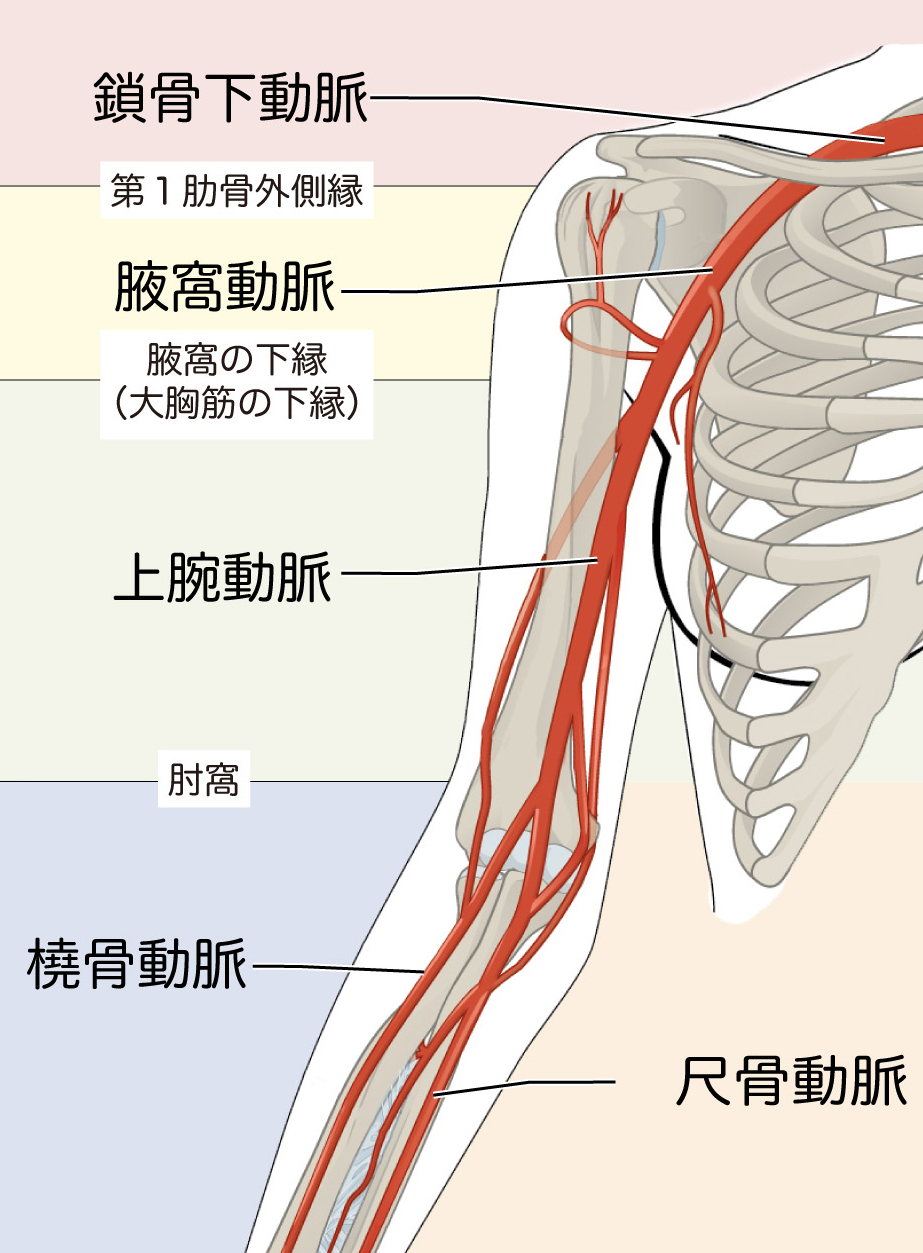 司法解剖结束，安倍具体死因公布：动脉损伤致失血过多