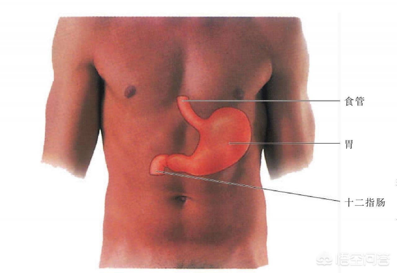 胃在什么位置图片，胃在身体上哪个部位？很多人都搞不清楚！