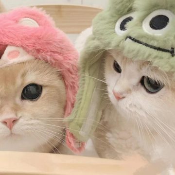 嘤嘤怪影视去广告版
